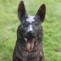Pronssinen Saksanpaimenkoira patsas "Deutscher Schäferhund"