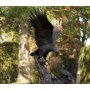 Pronssinen Kotka patsas "Eagle on nest"