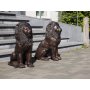 Pronssinen Leijona IV patsas pari "Sitting lion pair"