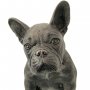 Pronssinen koira patsas "French Bulldog"