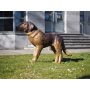 Pronssinen bernhardilainen patsas "Saint Bernard dog"